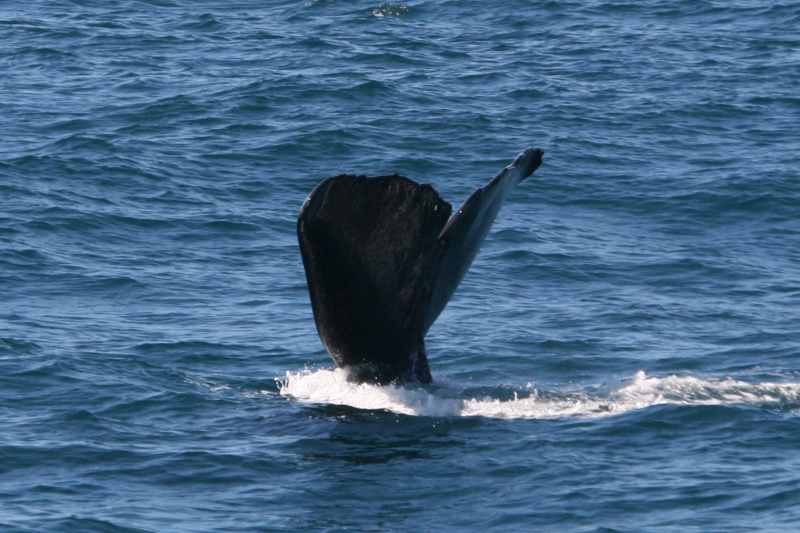 Nieuw-Zeeland 2011 - 1249